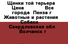 Щенки той терьера › Цена ­ 10 000 - Все города, Пенза г. Животные и растения » Собаки   . Свердловская обл.,Волчанск г.